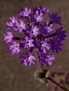Sand Verbena, Abronia villosa  0341